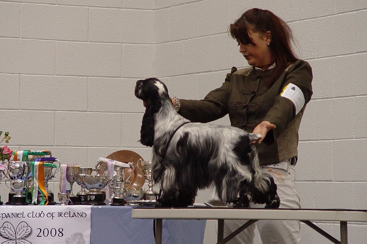 CSCOI 221.JPG - Intermediate Dog: Hustonia Diablo